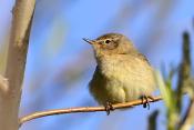 tjiftjaf (Phylloscopus collybita) 4-2021 6944